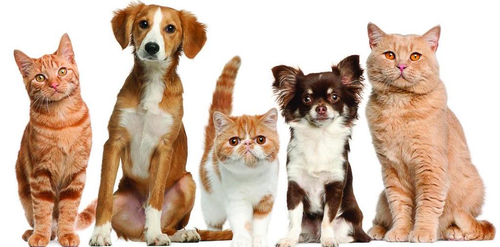 Доска объявлений о животных | ЗооТом - продажа, вязка и услуги для животных в Миньяре