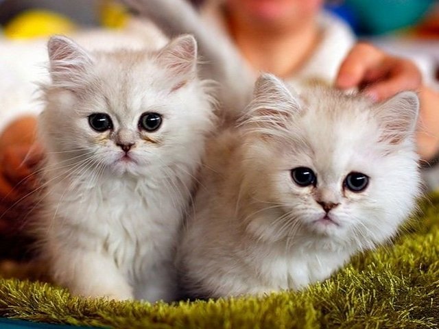 Породы кошек в Миньяре | ЗооТом портал о животных