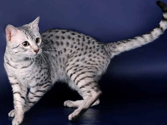 Породы кошек в Миньяре | ЗооТом портал о животных
