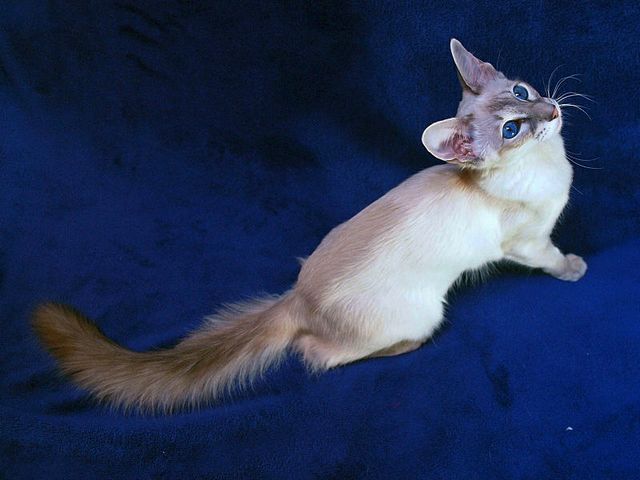 Выведенные породы кошек в Миньяре | ЗооТом портал о животных