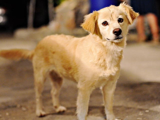 Породы собак в Миньяре | ЗооТом портал о животных