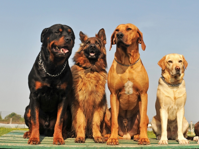 Крупные породы собак в Миньяре | ЗооТом портал о животных